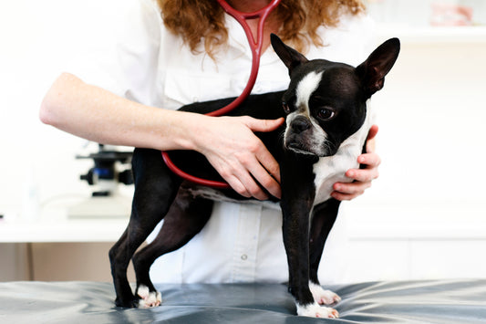 Heart Disease in Dogs: An Overview